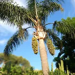 Apartmán L'orchidea Forio di Ischia