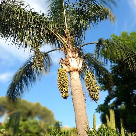 Apartmán L'orchidea Forio di Ischia