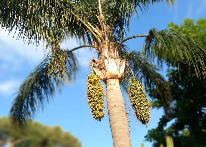 Lägenhet L'orchidea Forio di Ischia